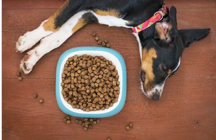 Dogs who are free-fed have a tendency to become picky eaters