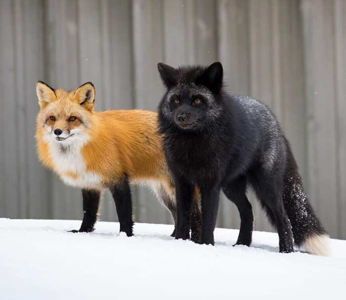 A Look at the Different Color Variations of the Red Fox - HubPages