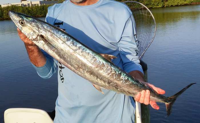 Learn all you need to know about the best king mackerel lures, rigs, locations, and more.