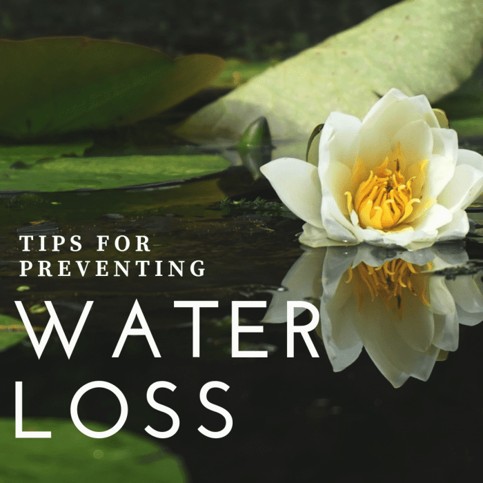 How to Stop Water Loss in a Pond Dengarden