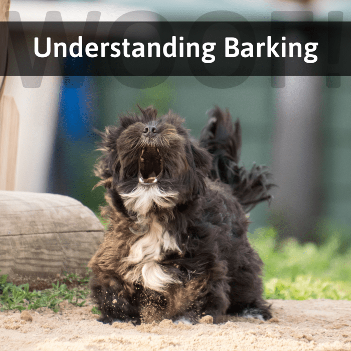 Why Do Dogs Bark? Understanding Barking Behavior and Body Language