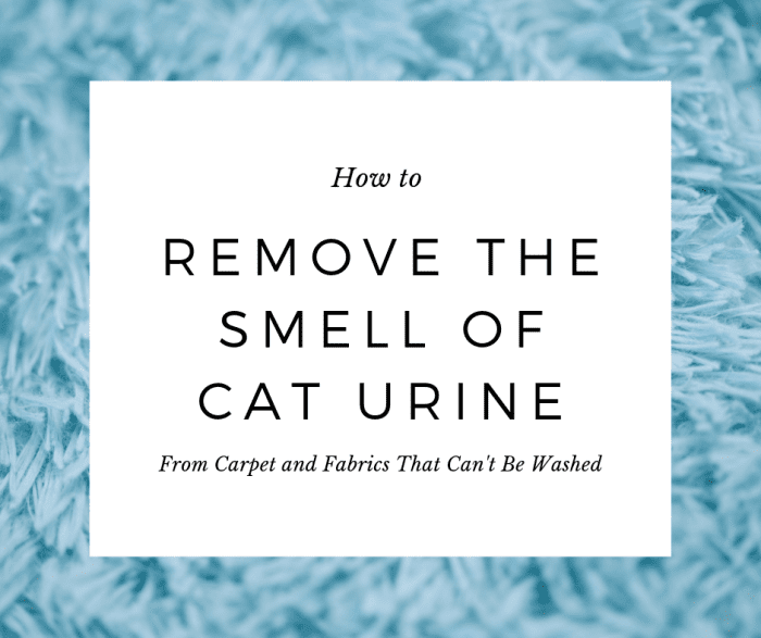 How to Get Rid of Cat Urine Smell PetHelpful