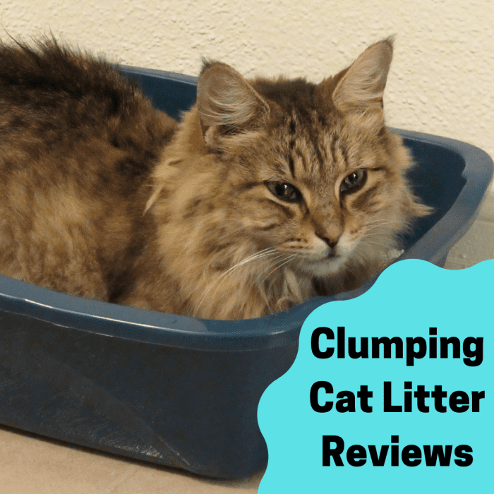 Looking for a new brand of clumping cat litter or are simply interested in looking for a better brand of litter? You've come to the right place.