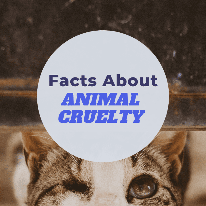Факты и статистика о жестоком обращении с животными 
