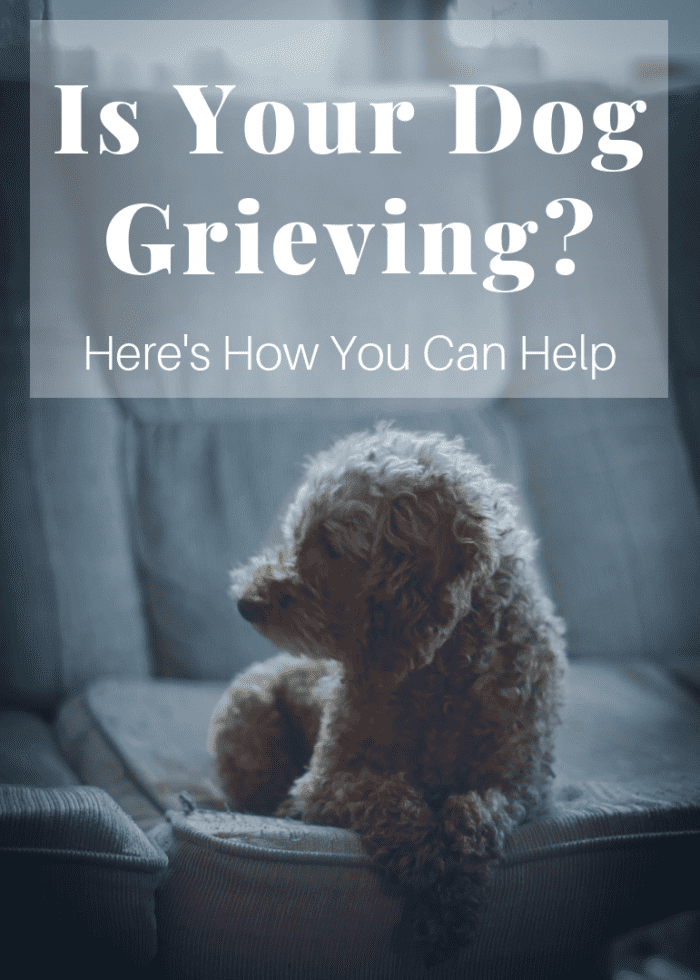 Loss is just as devastating for dogs as it is for their human counterparts. Here are a few ways to ease your four-legged friend's grief.