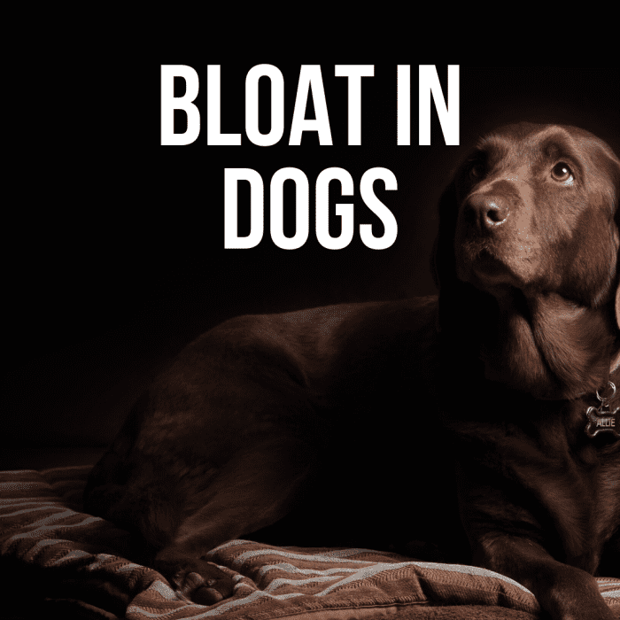 Dog Bloat Symptoms, Causes, Treatment, and Prevention PetHelpful