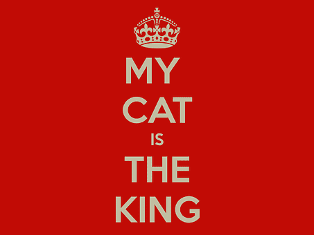 If there is a single theme among most Cat Idioms and Phrases, it's that the cat believes himself king.