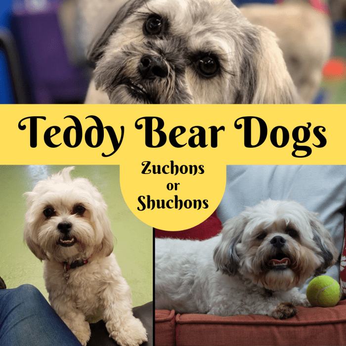 Learn about the Teddy Bear (Zuchon) dog breed, which is a mix of the Shih Tzu and the Bichon Frise.