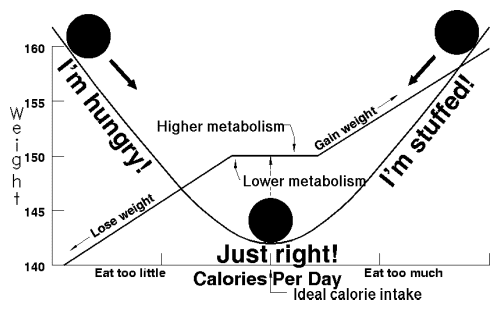 Energy balance is the relationship between energy in (food calories taken into the body through food and drink) and energy out (calories being used in the body for our daily energy requirements).
