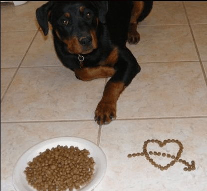 Your dog may love kibble, but it does not make the best training treat.