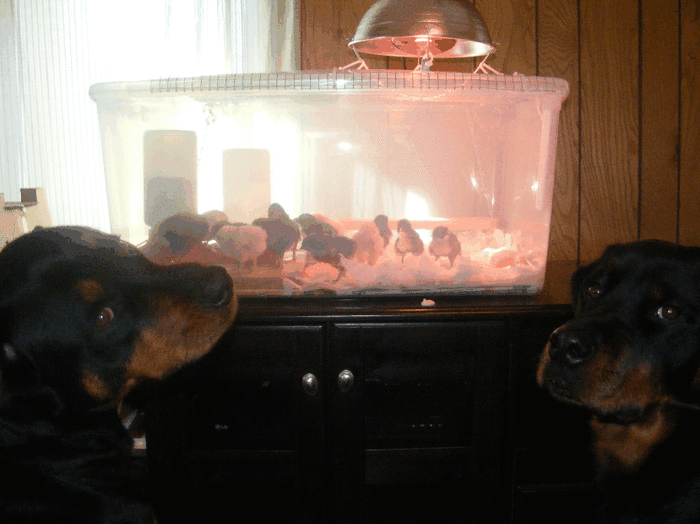 Наши собаки любят наблюдать за нашими цыплятами в брудере!