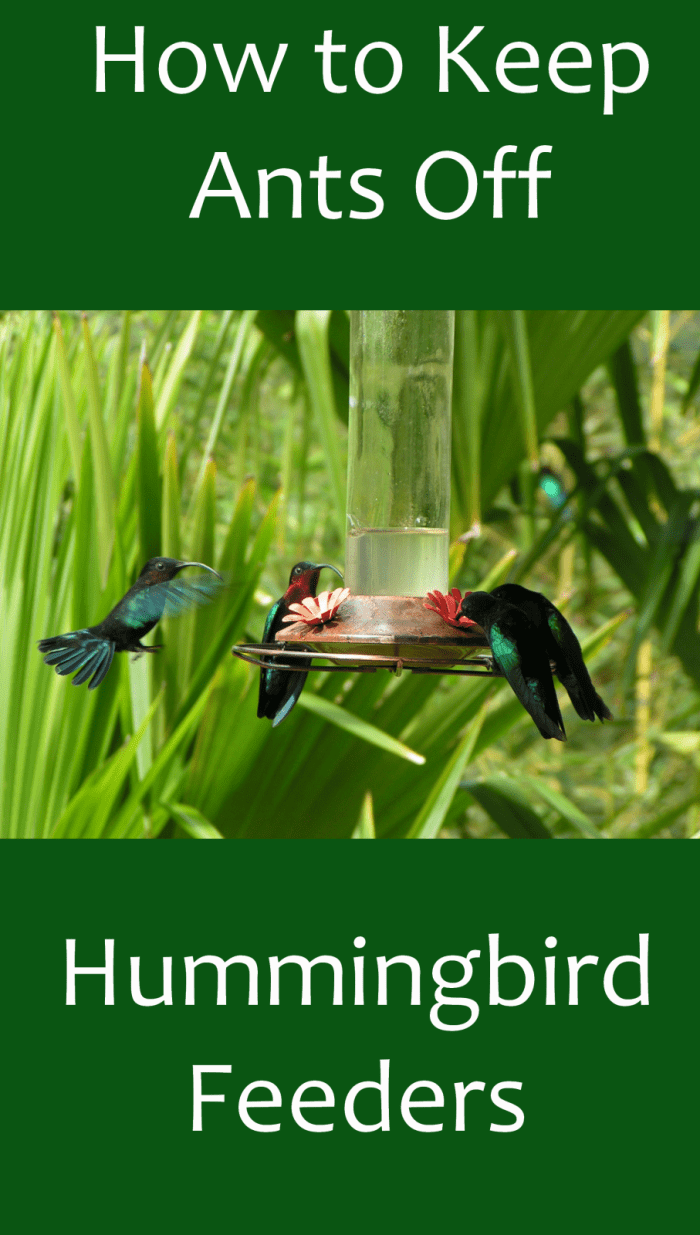 How to Keep Ants Away From Hummingbird Feeders Dengarden