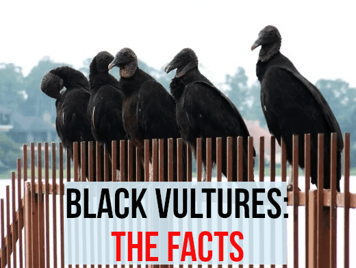 Black vultures: the facts. A group of American black vultures perched on railings. These birds are gregarious and love to roost in big groups. They also love to feed as a group and will try to drive away more solitary animals, such as turkey vulture