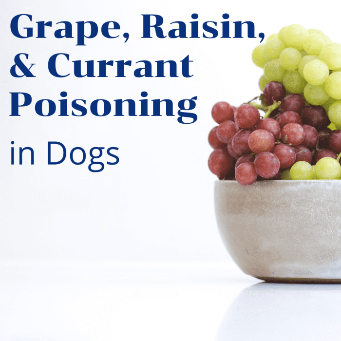 Symptoms and Signs of Kidney Failure After a Dog Eats Grapes PetHelpful