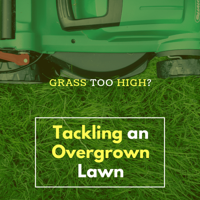 Overgrown Lawn? How to Cut Long Grass - Dengarden