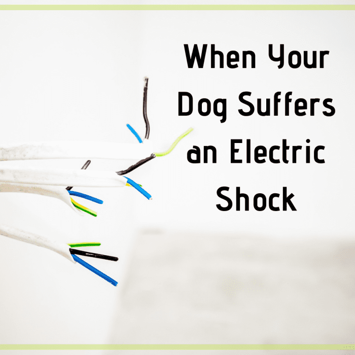 Call your vet if your dog is electrocuted or shocked. Discover what else you can do in the meantime.