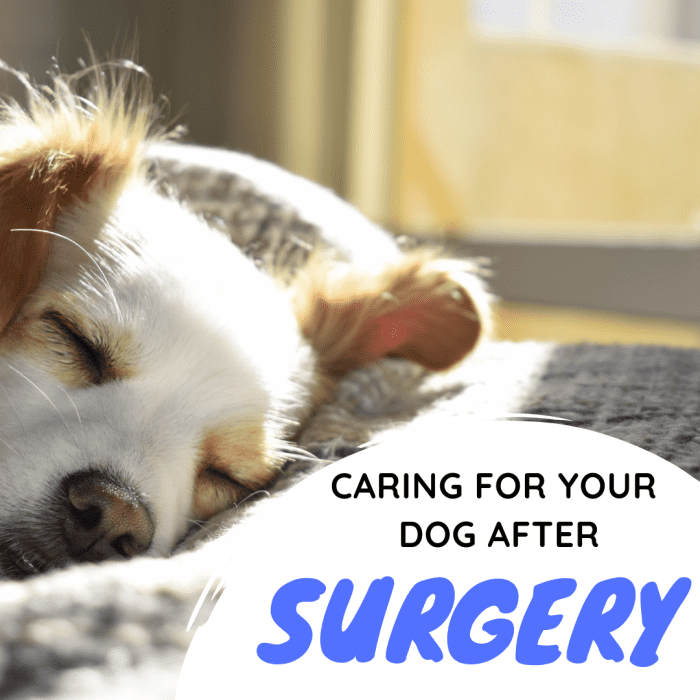 Leg amputation may be scary at first, and for you and your dog, it may be difficult to return to normal, but here are ways you can care for your dog after surgery and ensure they lead a normal life.