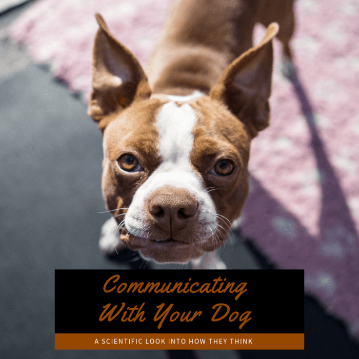 This article will take a scientific look into the intelligence of dogs and how we communicate with them.