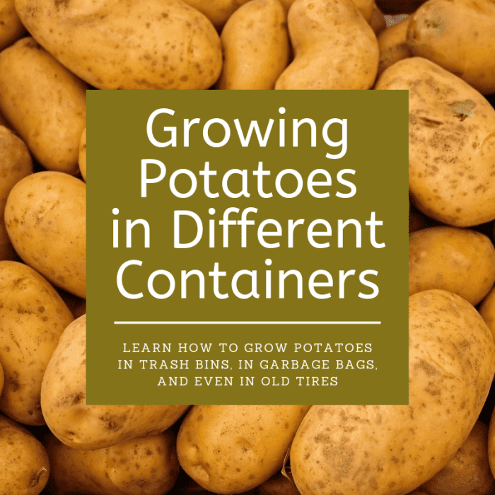 This article will show you how to grow your own potatoes in various containers, including garbage bags, trash bins, and even in old, discarded tires.