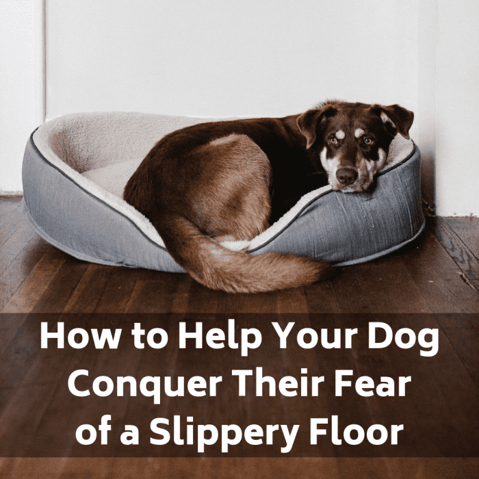 Is your dog suddenly afraid of your tile, linoleum, or other type of slippery floor? Learn why and how to help her overcome her fear.