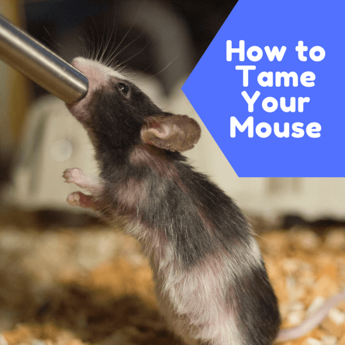 How to Bond With Your Pet Mouse and Get It to Like You PetHelpful