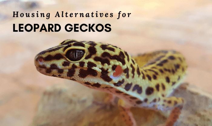 Подумайте об альтернативном жилище для леопардового геккона.