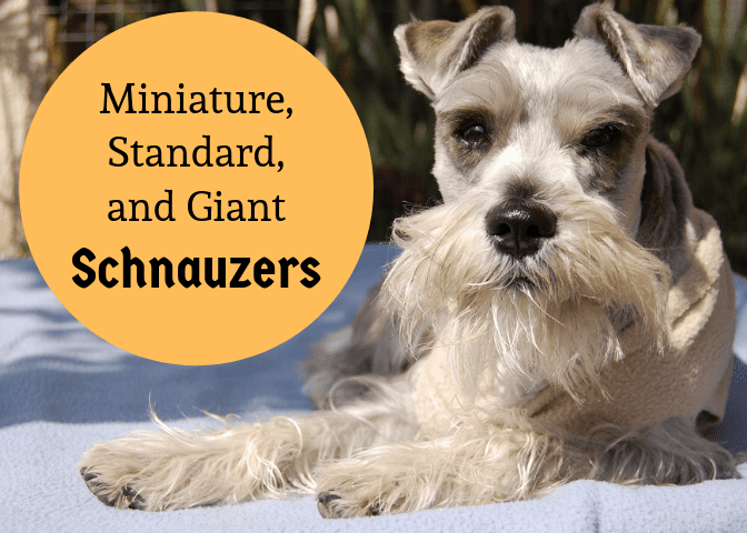 Discover some of the similarities and differences between the three varieties of schnauzers.