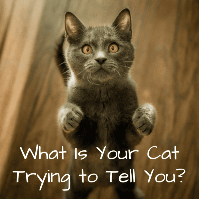 If you've ever wondered what your cat might be trying to communicate to you with their behaviors, body language, and sounds, then this article will help you find some answers.