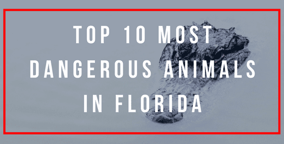 The Top 10 Most Dangerous Animals In Florida - WanderWisdom