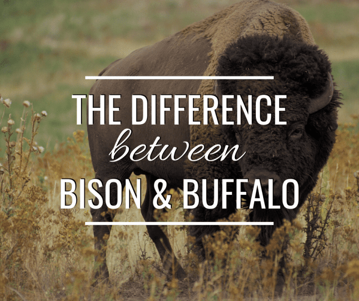 In the United States, the terms 'bison' and 'buffalo' are often used interchangeably. However, they're not the same animal.