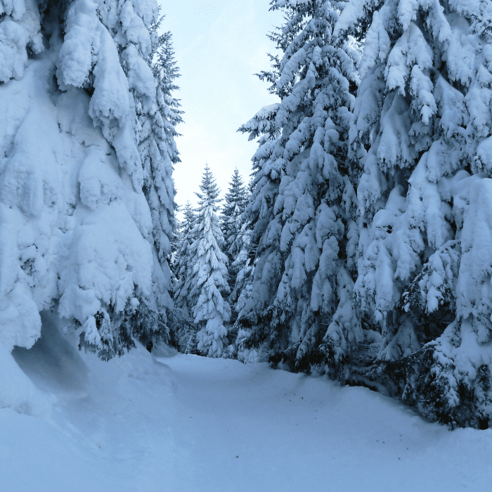 The Frozen Tree - LetterPile