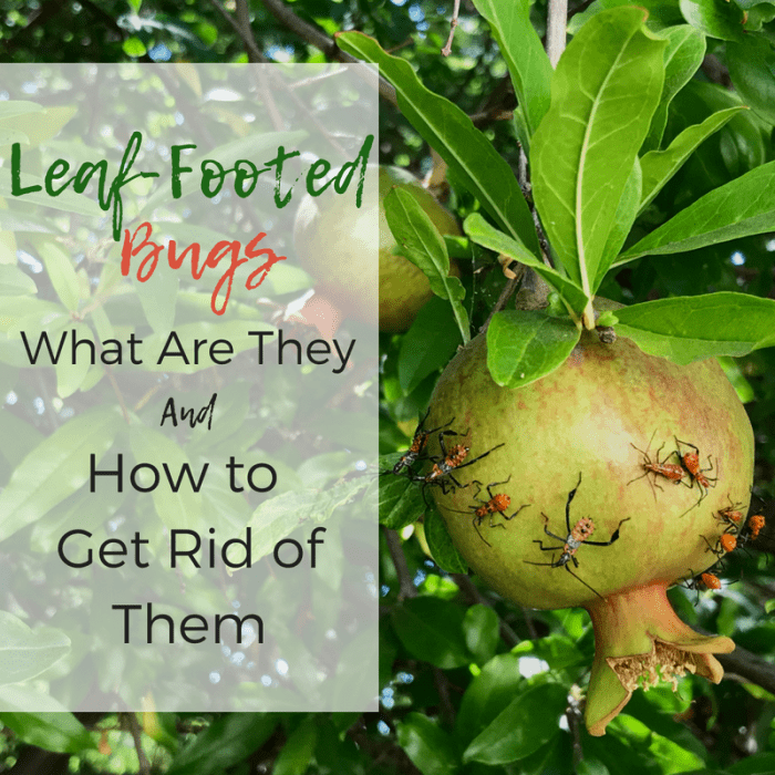 What Are LeafFooted Bugs and Are They Harmful? Dengarden