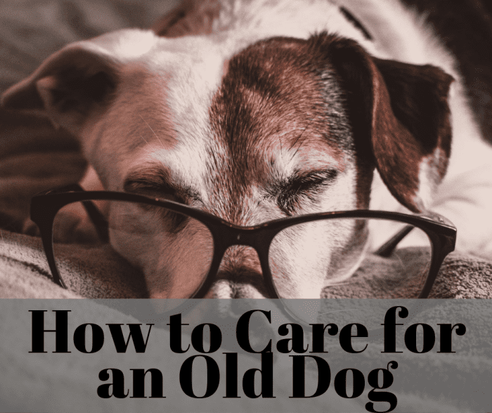 How to Care for an Aging Dog HubPages