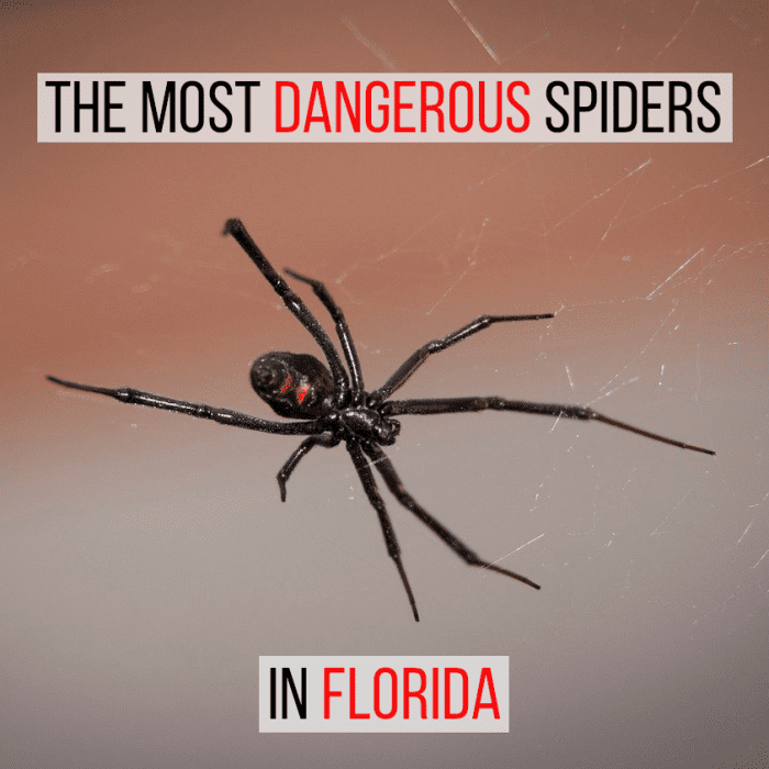 There are two spiders that are potentially harmful if you live in or visit Florida, this article looks at them in detail.