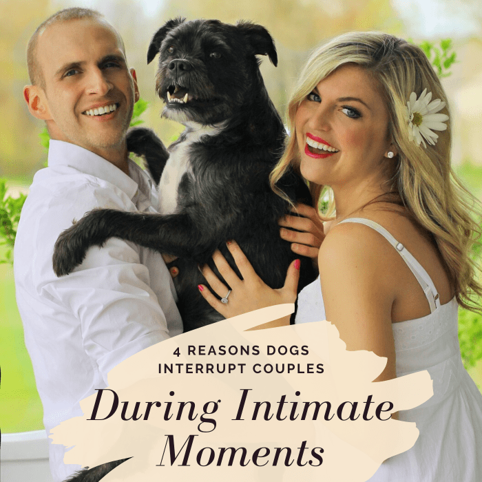 It's no secret that a dog jumping in between a kissing couple can kill the romantic mood. Learn what this behavior might mean and how to address it.