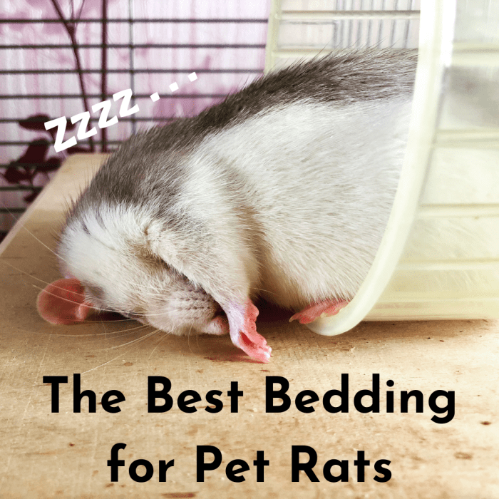 Узнайте, какие типы постельных принадлежностей давать крысам, а каких следует избегать любой ценой.