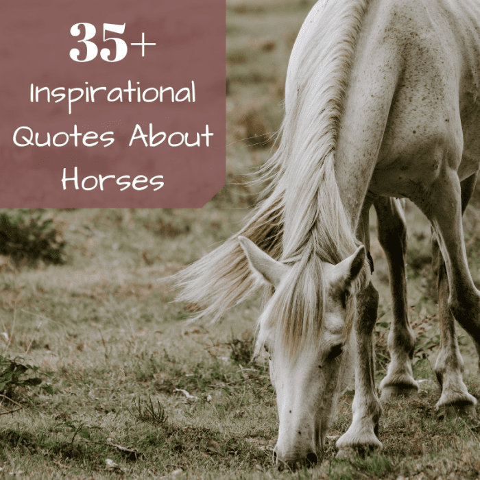 Inspirational Horse Quotes From Famous Historical Equestrians PetHelpful