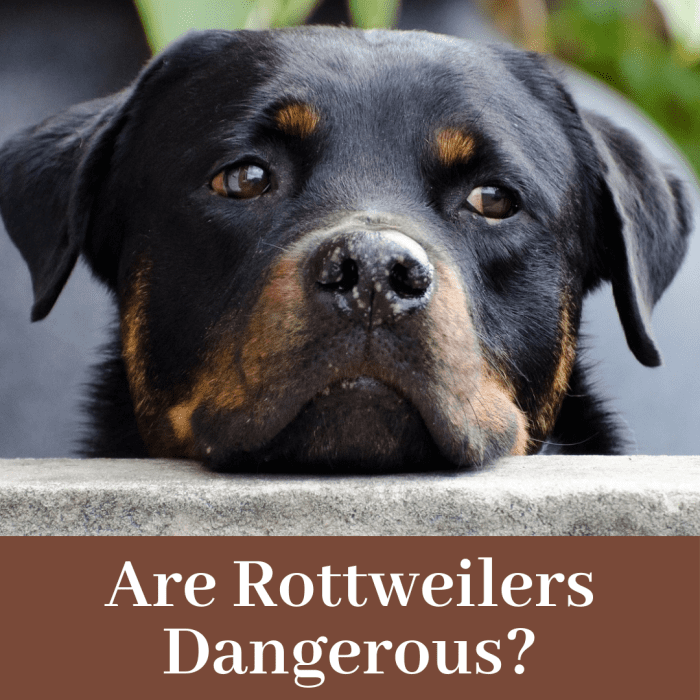 This article will break down whether rottweilers are inherently dangerous or if they are merely victims of bad owners and bad publicity.