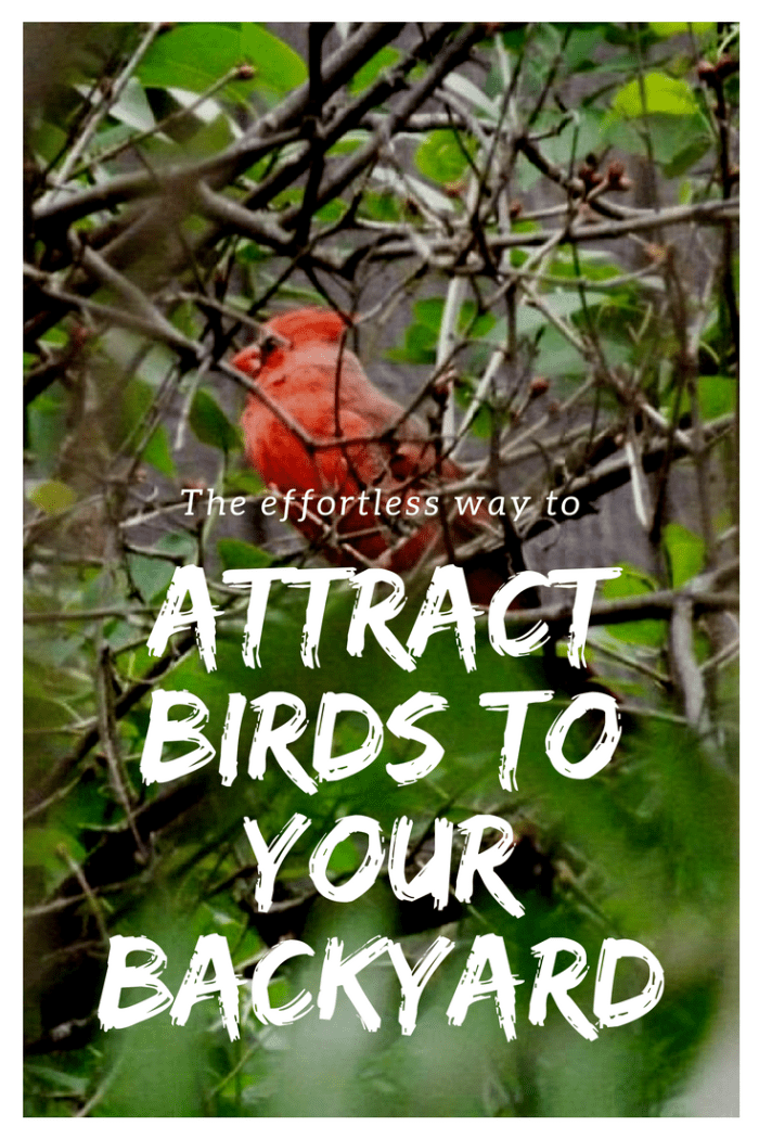 How to Attract Birds to Your Backyard - Dengarden