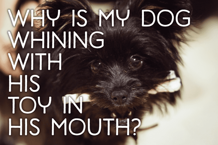 Why Does My Dog Whine When They Have a Toy in Their Mouth?