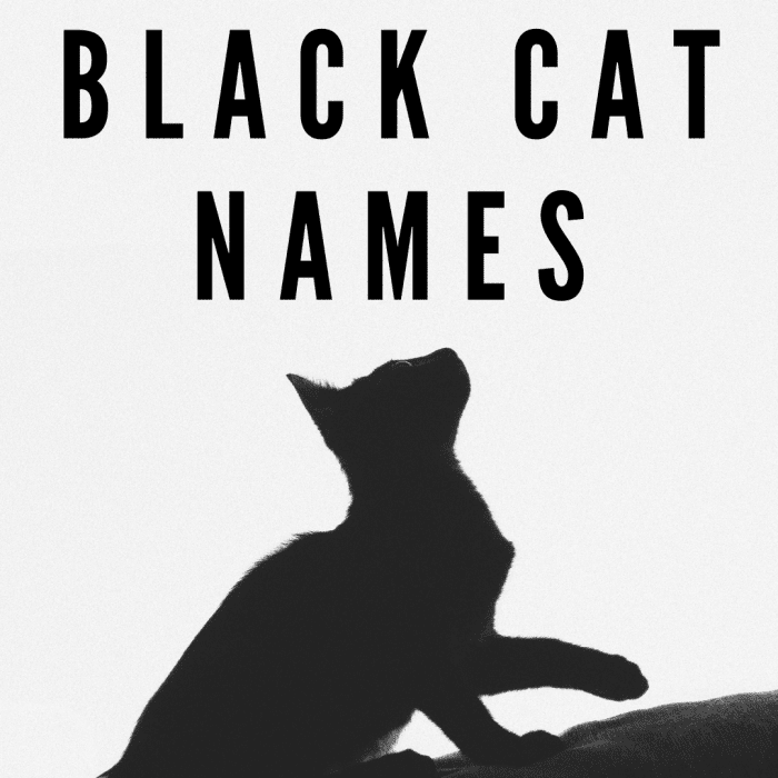 top-100-black-cat-names-pethelpful