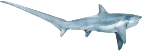 List of Types of Sharks in British Waters - Owlcation