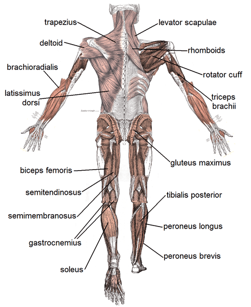 Human Muscular System with labeling from back view. Image Credit: Mikael Häggström via Wikimedia Commons.