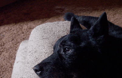 Putting dog to sleep at home