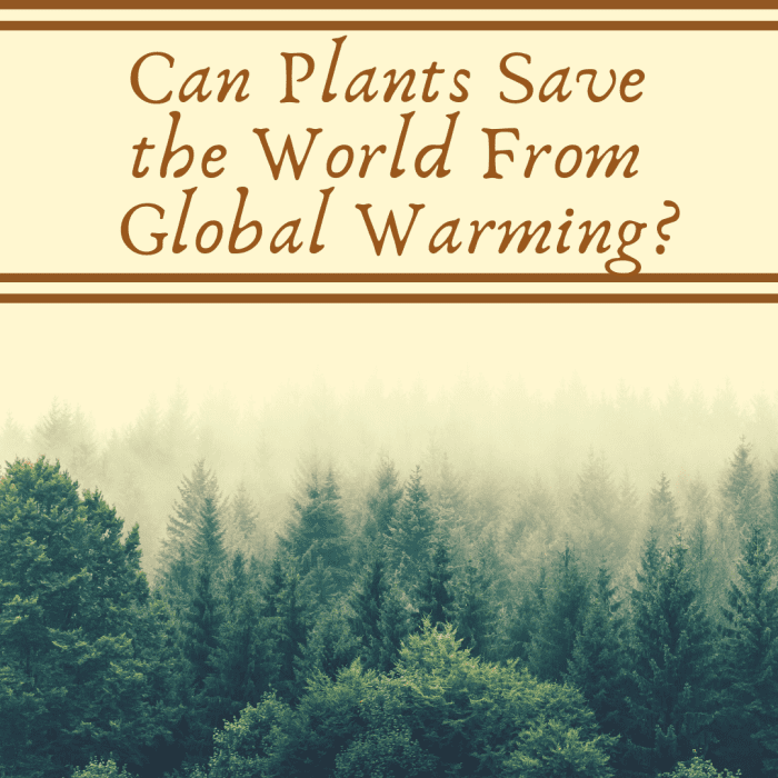 Can Plants Save the World From Global Climate Change? - HubPages