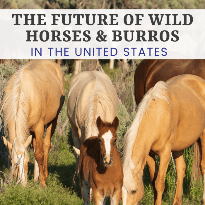 The Wild Horses and Burros of the United States of America are threatened with removal and almost certain death.