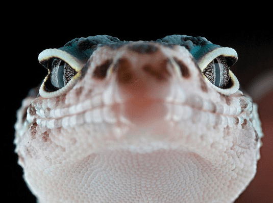 Many people are puzzled about the nuances of reptile care in the same way that people are confused about basic dog- and cat-related topics. This article seeks to answer common questions about pet reptiles.