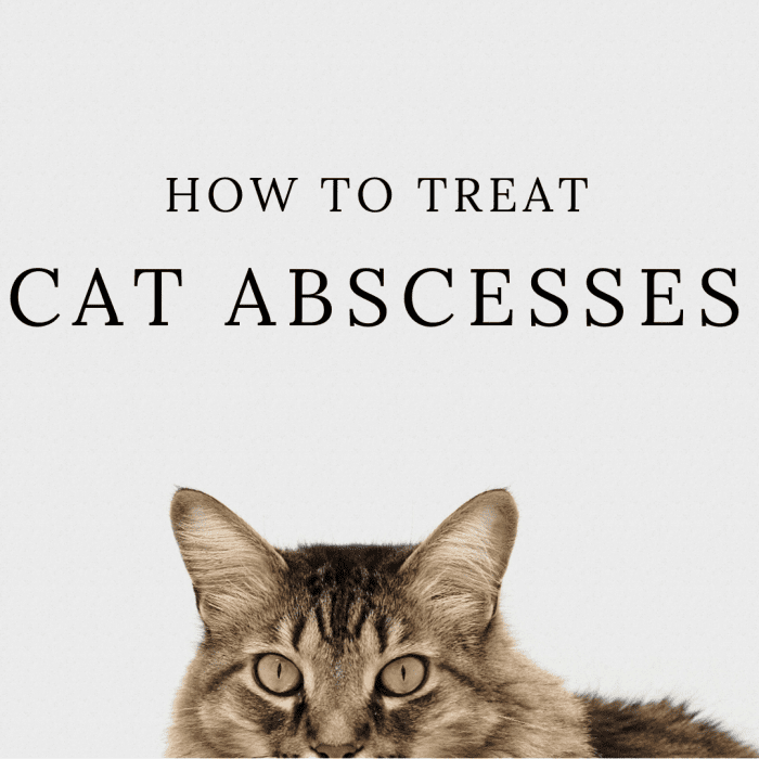 How to Treat Cat Abscesses at Home PetHelpful