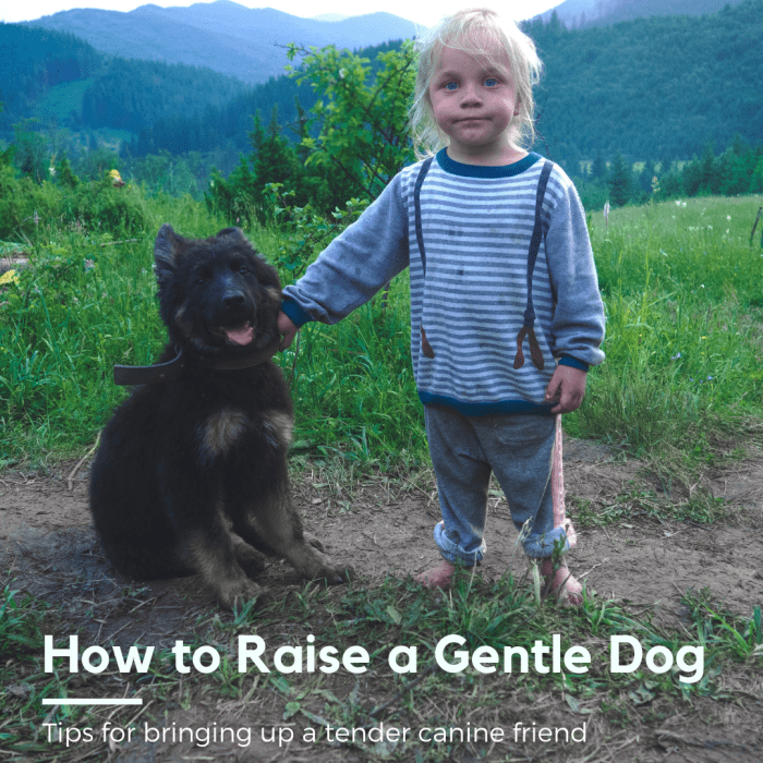 This article will break down our experience raising dogs with our children and offer up tips to raising gentle canines.