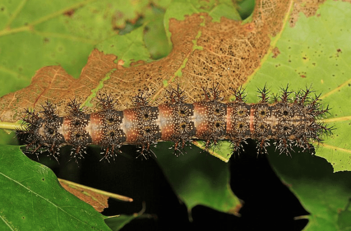 The buck moth caterpillar has one of the most severe stings of any North American species.